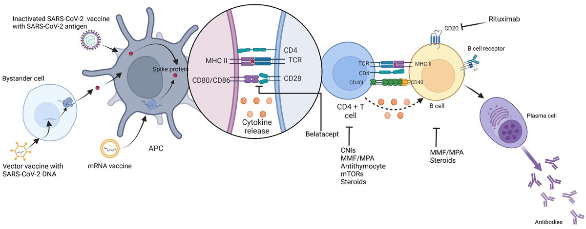 Measures to increase immunogenicity of COVID-19 vaccines in solid organ transplants @Mdyu321Yu @UMMC @ummidtownim @cltamargo @OslerResidency Dan Brennan @hopkinsneph mdpi.com/2076-393X/11/1…