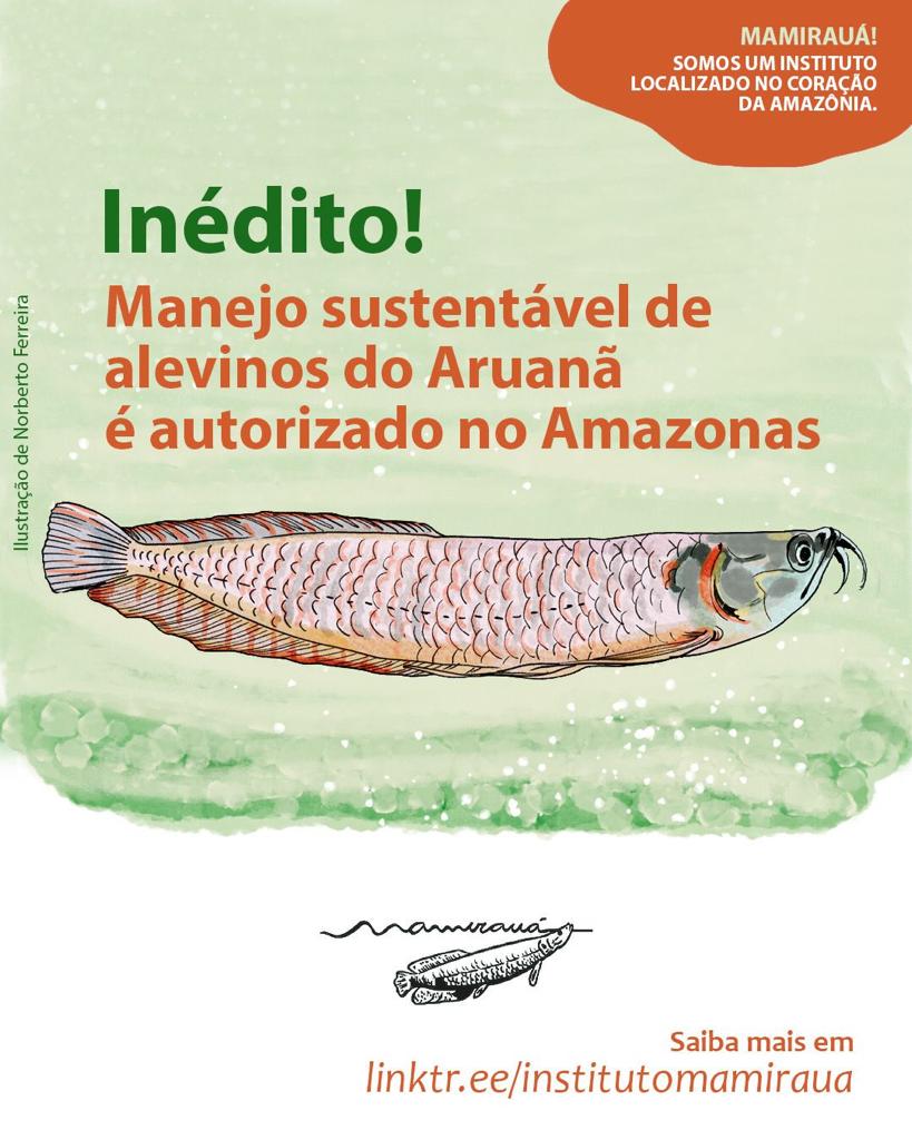 Estratégia de conservação do Instituto Mamirauá é inédita no Brasil e visa inibir a exploração comercial ilegal e predatória da espécie para fins ornamentais.