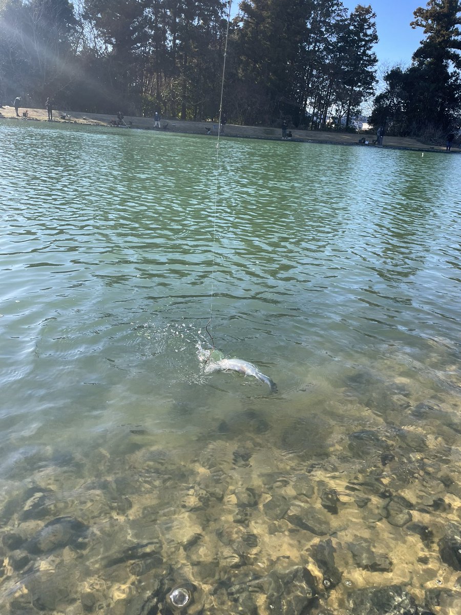 hiro_fishing___'s tweet photo. kcraft茨城支部長リベンジはレイク湯崎でした‼️🐟
タックルの見直しをしてドカン💥🎣
このサイズを一瞬で上げるとは💦
レギュラーもコンスタントに釣れました🐟
#kcraft
#kspoon
#レイク湯崎
#つくば園 https://t.co/juM6pjfbKj