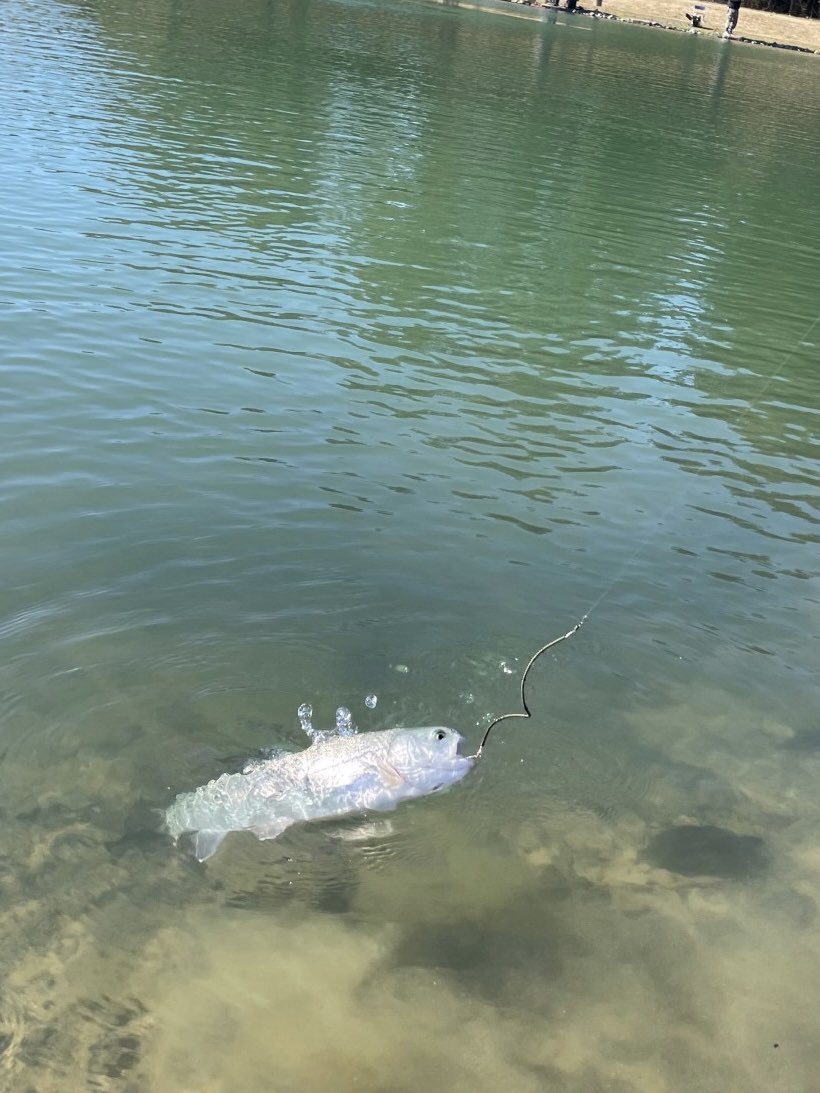 hiro_fishing___'s tweet photo. kcraft茨城支部長リベンジはレイク湯崎でした‼️🐟
タックルの見直しをしてドカン💥🎣
このサイズを一瞬で上げるとは💦
レギュラーもコンスタントに釣れました🐟
#kcraft
#kspoon
#レイク湯崎
#つくば園 https://t.co/juM6pjfbKj
