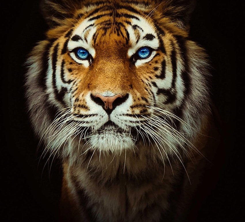 NGATIGER ca 0xAa3ED6E6Ea3Ed78D4d57E373aABD6f54DF5bb508 websitesi ngatiger.io