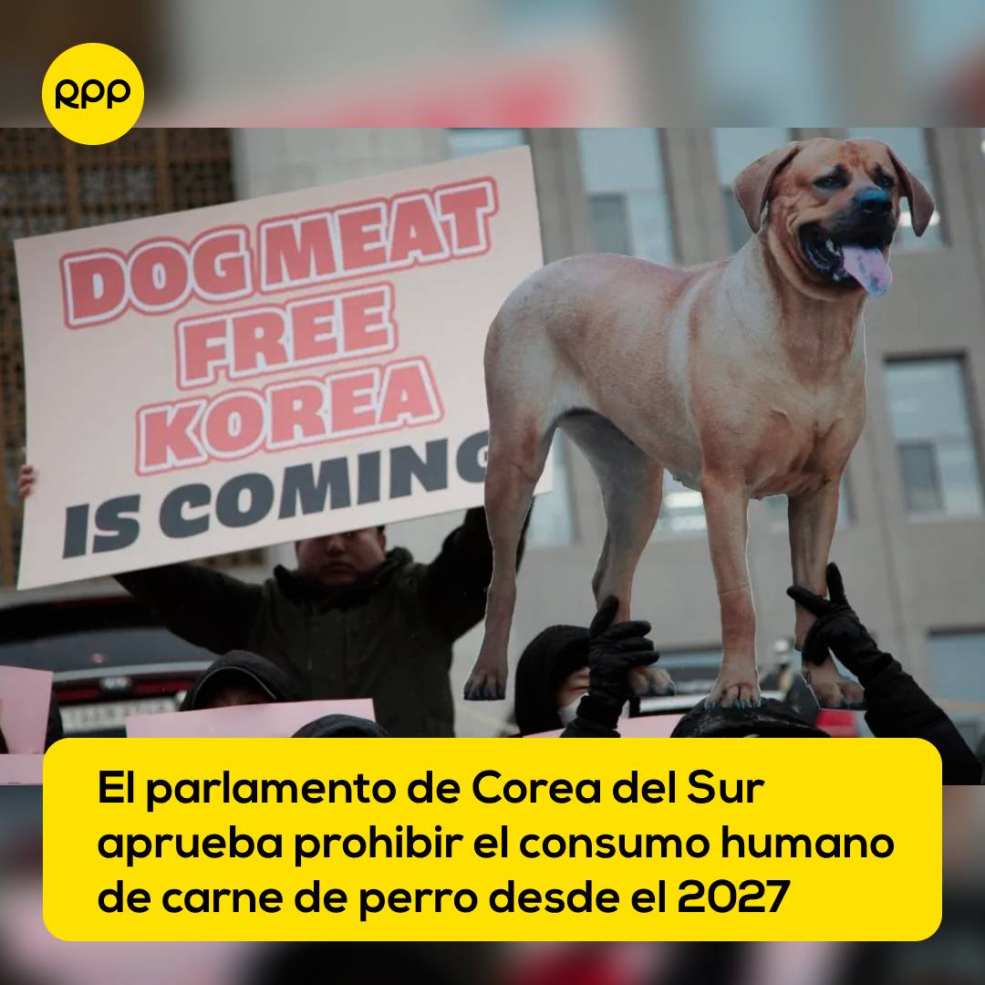 RPPNoticias's tweet photo. 🚨👏 La Asamblea Nacional de Corea del Sur aprobó prohibir la cría, matanza, distribución y venta de carne de perro para consumo humano, en lo que supone un triunfo histórico para los defensores de los derechos de los animales tras décadas de lucha en el país asiático. https://t.co/VHo0L5900X