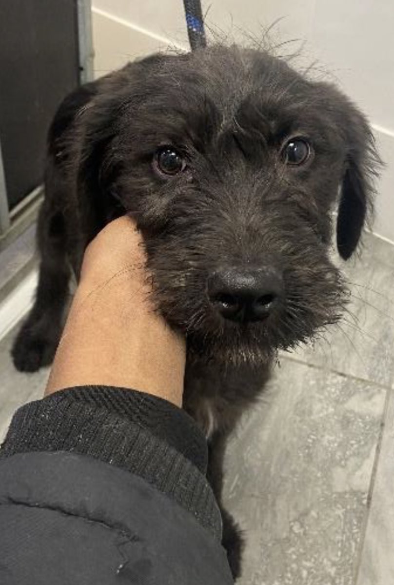 🆘 ❌TWO male PUPS FOUND❌ #Hindhead #GU26 - poss Giant #Schnauzer? - neither is chipped ☎️ 03444 828 300 #found #dog #help #SURREY #A3 ❌DO U RECOGNISE? ❌