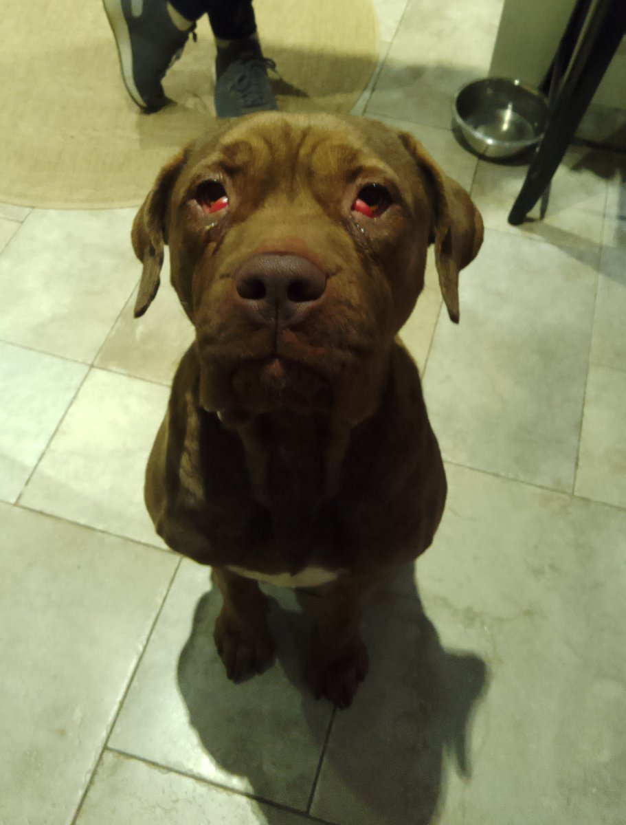 Please retweet to HELP FIND A RESCUE SHELTER SPACE FOR THIS STRAY DOG FOUND/ABANDONED #LUTON #BEDFORDSHIRE #UK 
🆘RESCUE SHELTER SPACE NEEDED, AT RISK OF EUTHANASIA🆘
Found January 8, female Mastiff, white on chest, possibly may have recently had puppies. Now in a council pound