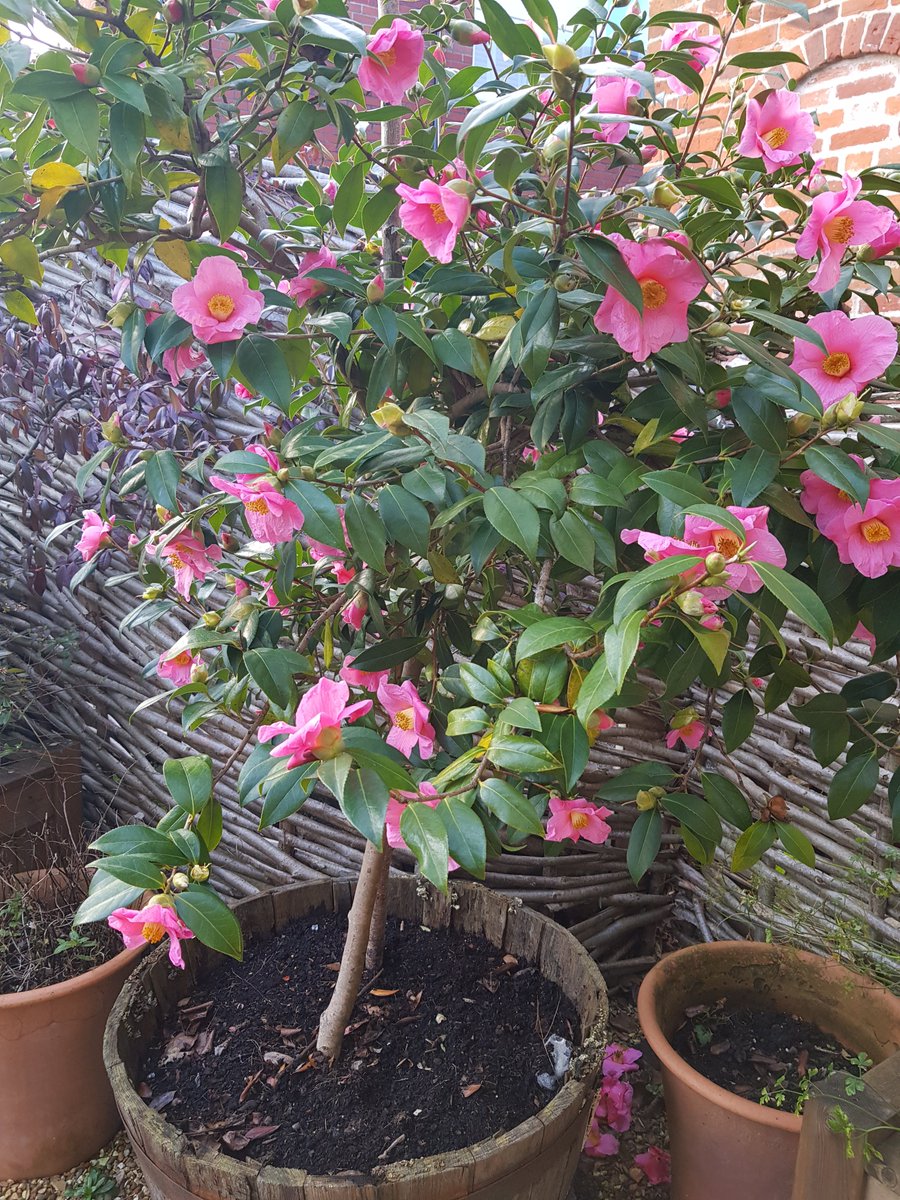 Deep into winter and on this freezing Tuesday we start our annual #SearchForColour in #KingJohnsGarden. You don't need to stray far from #TheTudorCottage and #MissMoodys Tea Room to find this vibrant display. For more beautiful #TestValley gardens <a href="/moreTestValley/">Romsey VIC</a>