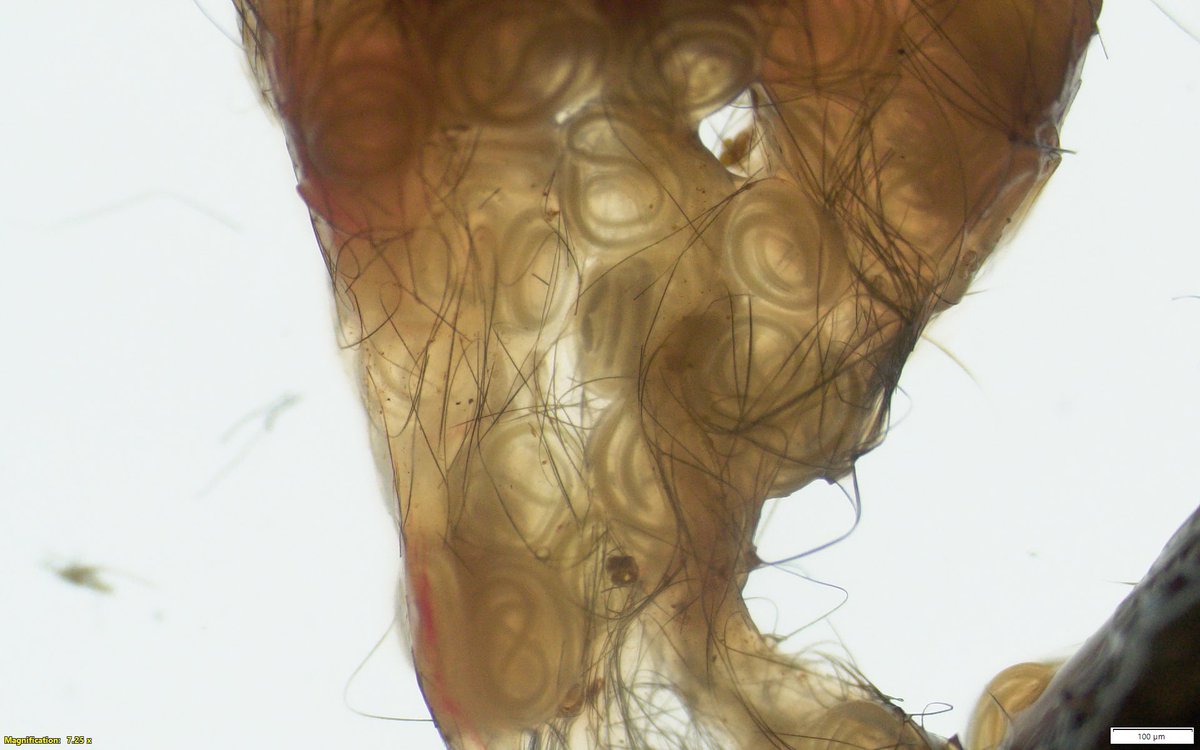 Vicky Hunt tweet media