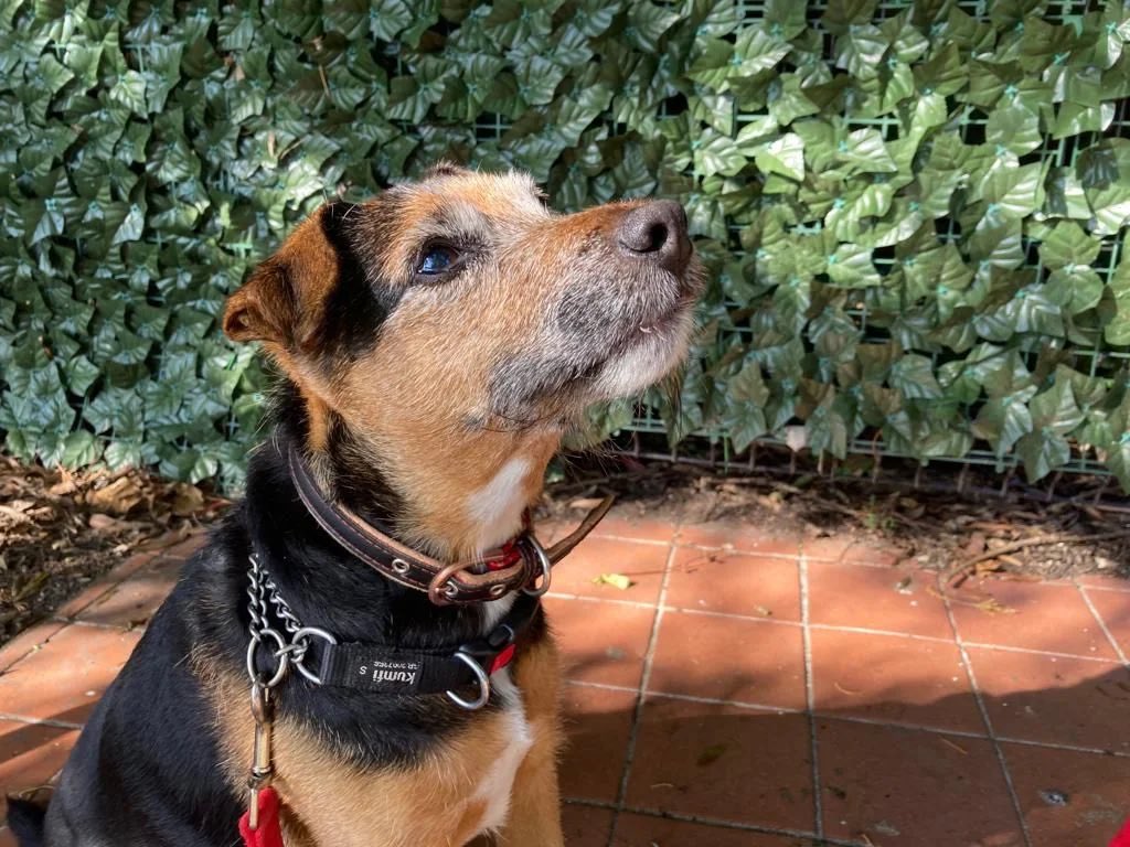 Could you offer little Ralf a loving home? 🐶

Find out more about Ralf here 👉 rats-animalrescue.co.uk/dogs/ralf

#AdoptDontShop #RescueDog #AnimalRescue