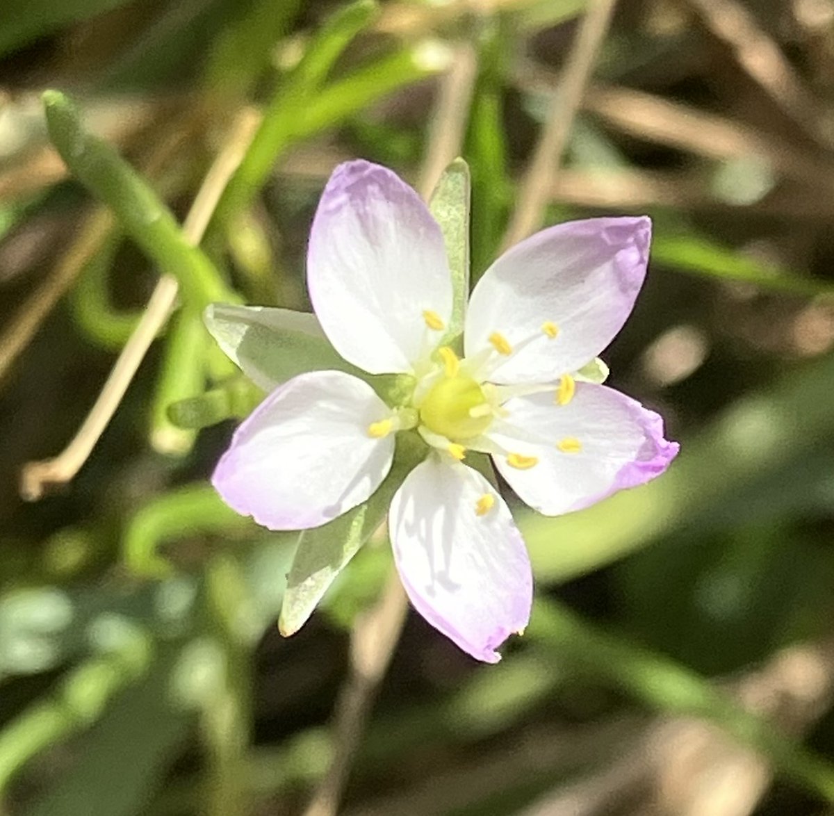 Some plants may be dormant on the saltmarsh just now, but we can look forward to flowers, like this Sea-Spurrey. 
Saltmarsh plant propagation will resume tomorrow at our regular volunteering session in the plant hub.
@NatureScot #NatureRestorationFund @ScotGovNetZero