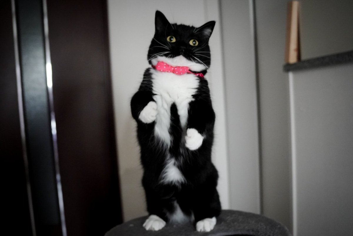 unicouniuni3's tweet image. NAH, I'D WIN.

ぼくが勝つ