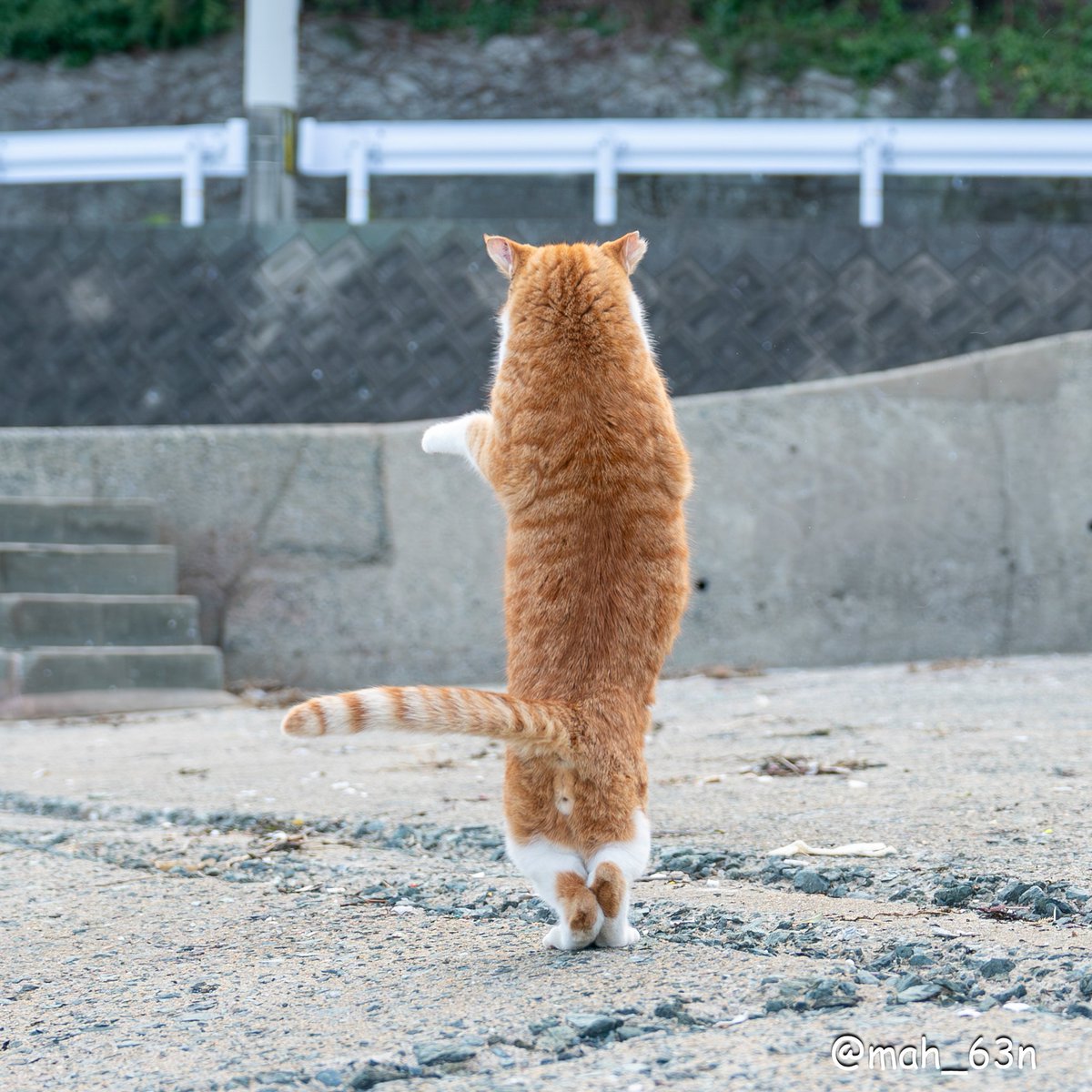 mah_63n's tweet photo. 愛すべき短足🫣
#猫 #ねこ #猫写真 #cat
#東京カメラ部 https://t.co/OWQMV94WdT