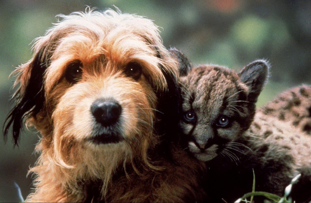 DisneyBlu's tweet photo. DID YOU KNOW:
In “Benji The Hunted” Benji is played by a female dog names Benjean and The Black Timber Wolf in the movie was played by Dimitri who was a German Shepherd-Alexander Archipelago wolf hybrid.
-
#benji #benjithehunted #waltdisneypictures #germanshepherd #timberwolf https://t.co/91XfDN7rpX