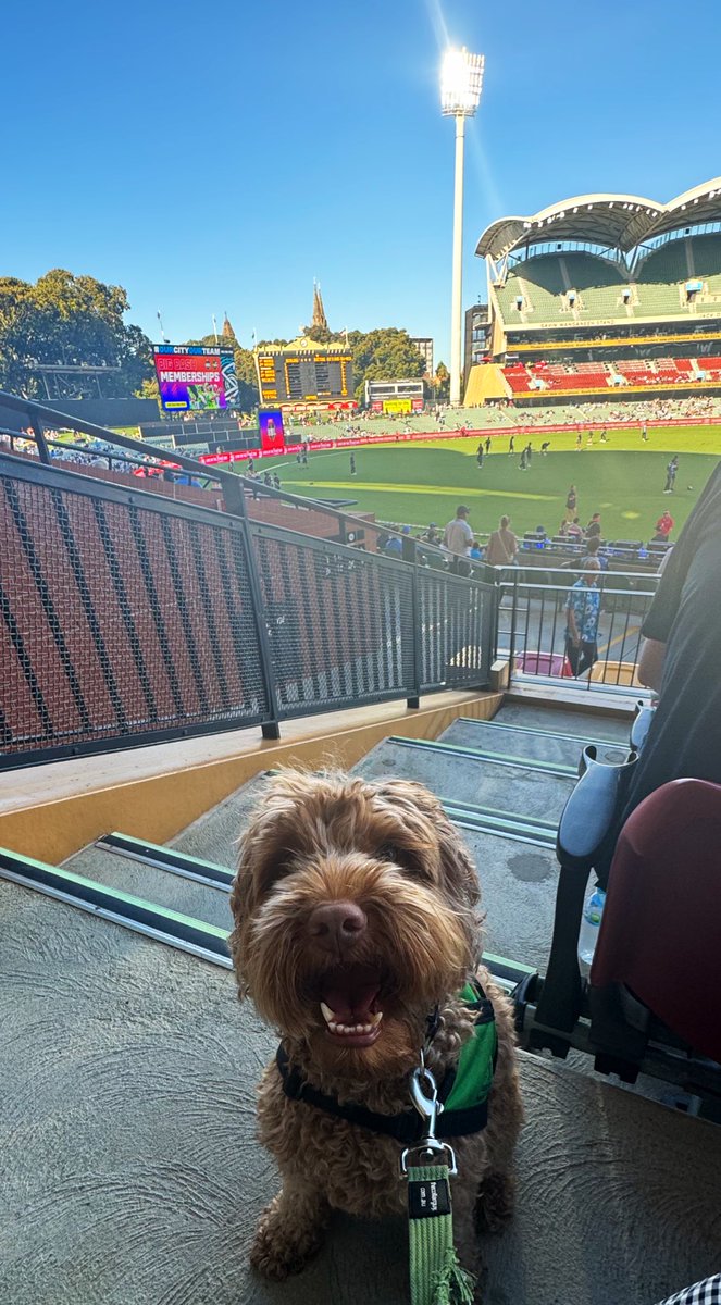 Name a bigger (cuter) <a href="/BBL/">KFC Big Bash League</a> fan….. 
<a href="/StrikersBBL/">Adelaide Strikers</a> 🐶💙