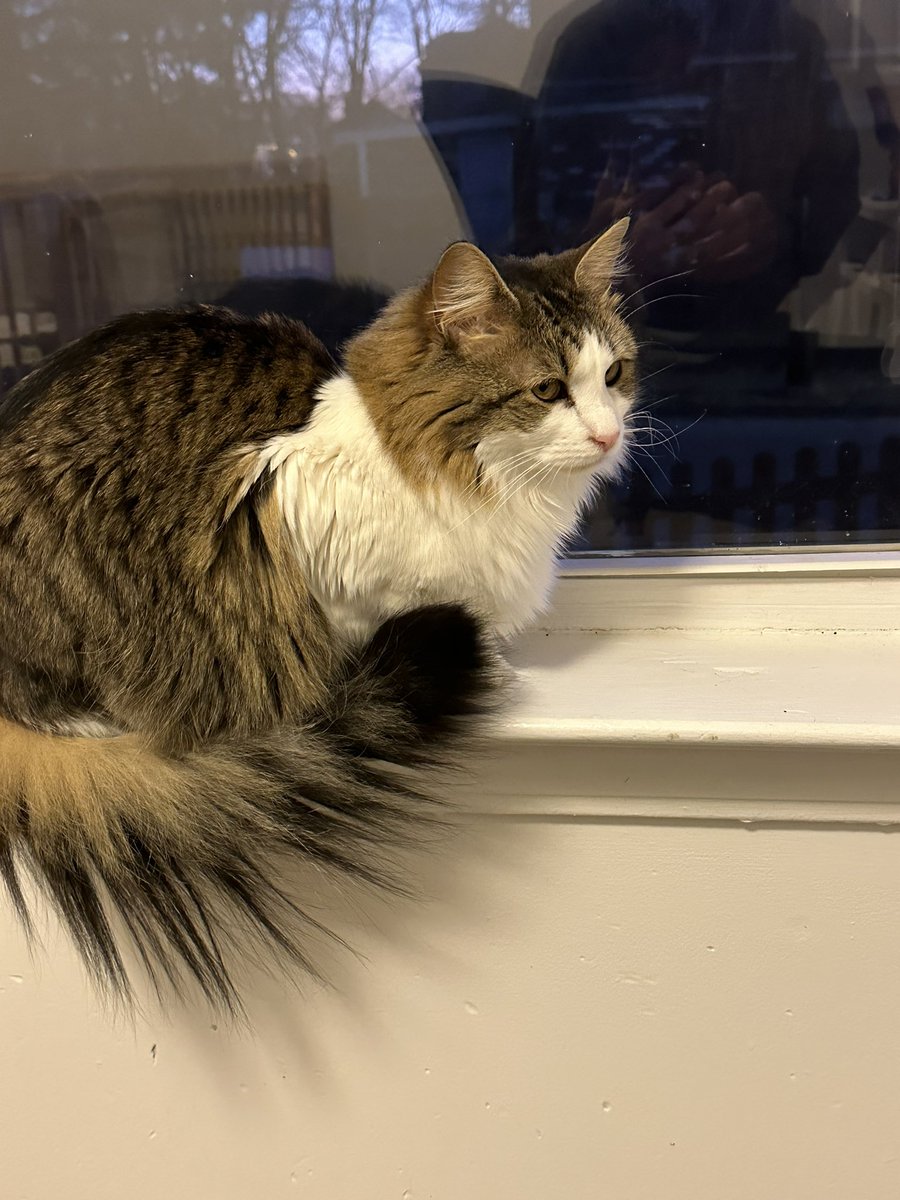 Chatoyantbliss's tweet image. I am Cedahlia, I build/design websites, logos, write poetry that’s often sad but hopeful. I am working on a poetry book. I teach and practice yoga and I have Ella Rose. I am a day behind 🤦‍♀️

#7daytale