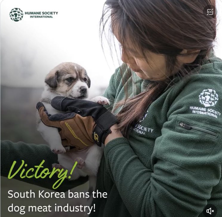 A positive start to the New Year for animal welfare.

Congratulations to @HSIGlobal  on the success of their #EndDogMeat campaign . Their rescue of over 2,700 dogs has helped inspire the public and politicians in South Korea to make this ban happen.