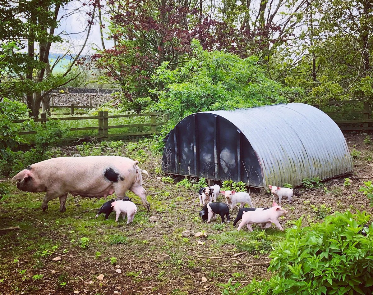 We produce our own sausages, bacon &amp; hams from our farm-reared livestock &amp; you can really taste the difference. 

We raise Gloucester Old Spot, Large White &amp; Welsh pigs with full access to the outdoors. 

#gingerbutchers #butchers #farmers #bakewell #matlock #pork #tastethehappy