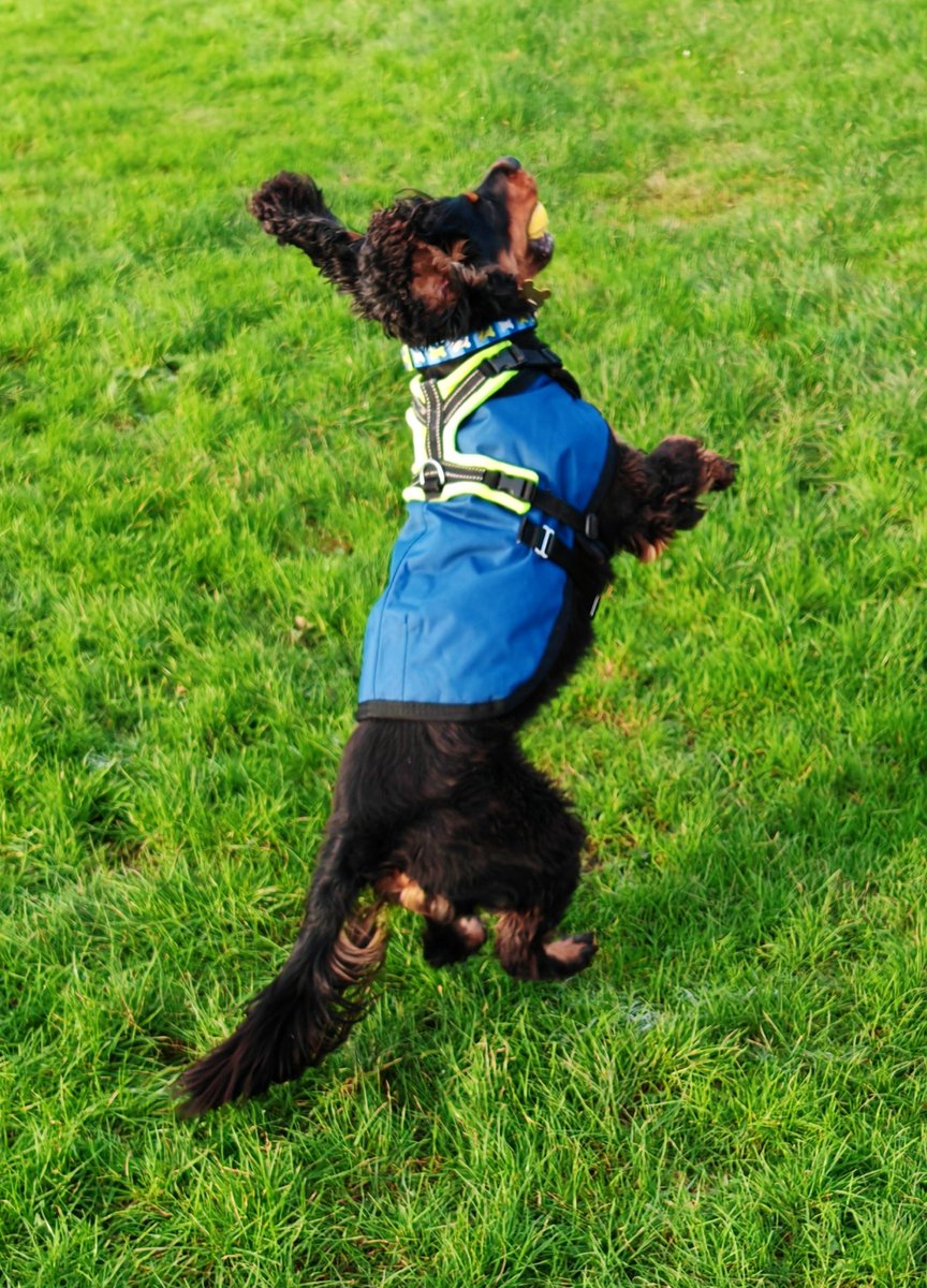 mojomarconi's tweet photo. Pals I is #actionspan #coldwalkies #fieldfun #playtime #dogsofx #dogsoftwitter #dogsarelove #dogsarefamily #ilovemydog #dogsarelife https://t.co/gowWFfmPFf