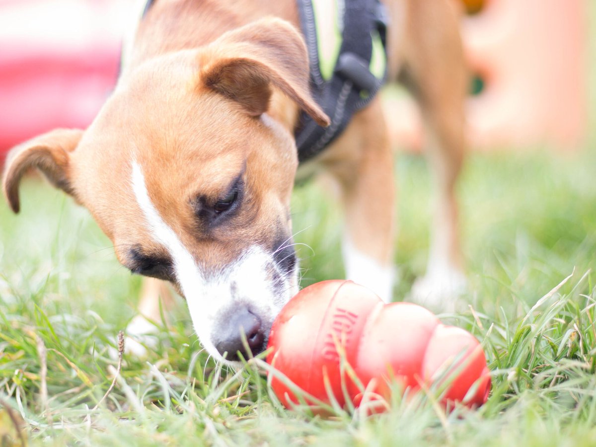 Did you know that mental exercise can be just as tiring as physical activity for dogs? 🐶 For safe and suitable opportunities to exercise your dogs body and mind, from dig-boxes to newspaper parcels and hide-and-seek toys, tap here 👉 bit.ly/4aLXSob