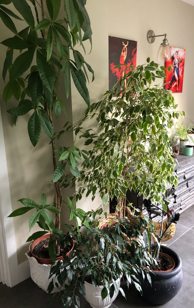 I always feel a little sad taking down all the Christmas decorations.

So I'm joining in the celebrations for Houseplant Week UK. Running from the 8-14th January this week is an annual celebration that embraces the beauty and benefits of indoor plants.

#houseplantweekuk