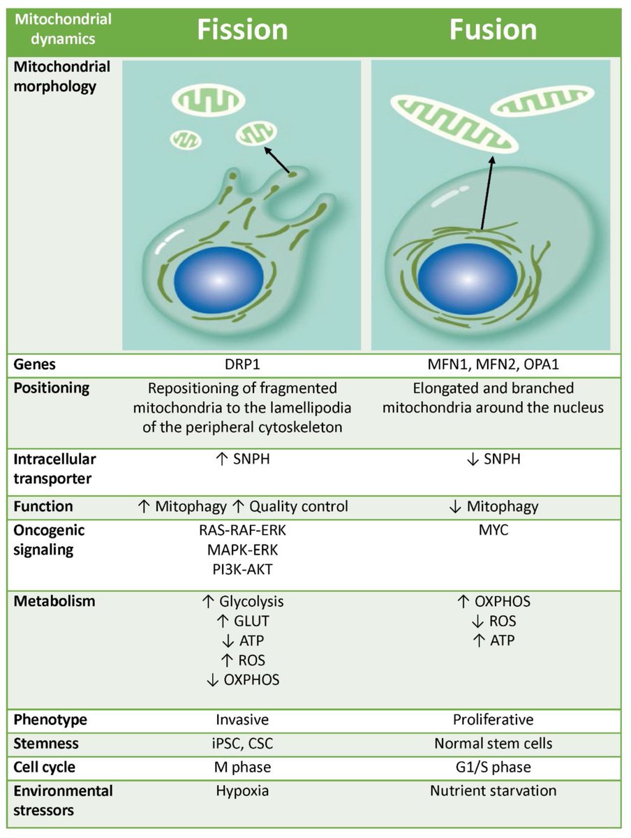 "#mitochondrial_dynamics" - Results on X | Live Posts & Updates