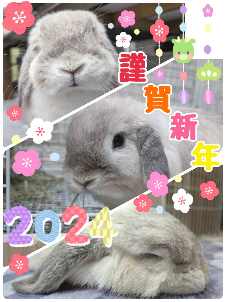 rabbittoro's tweet photo. 皆さまへ
本年もよろしくお願いいたします
とろちゃんより
#今日のとろちゃん
#うさうさラビトリー
#うさぎのいる暮らし 
#うさぎのいる生活 https://t.co/GofMMNYDrN