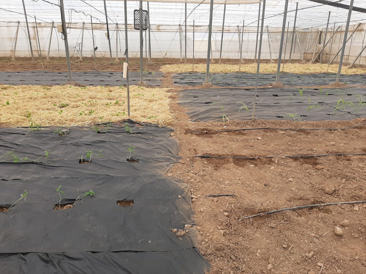 ☀️Investigadores del #IFAPA y de otras instituciones publican un artículo sobre rafias y acolchados fabricados con materiales alternativos al #plástico para su uso en invernadero

💚Una solución que contribuye a la horticultura #sostenible 

📄 acortar.link/oo4GNm