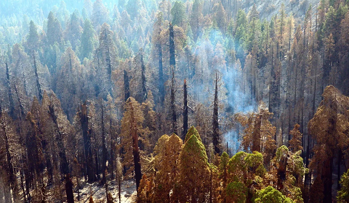 Jad Daley (@jaddaley) on Twitter photo Old growth forests are 🔥 in new ways due to climate change.
Like in 2020 & 21 when three wildfires killed 19% of giant sequoia across Sequoia & King Canyon National Parks.
That's why <a href="/POTUS/">President Donald J. Trump</a> 💪new #OldGrowth policy includes flexibility to fight ALL the threats to giant 🌲. Old growth forests are 🔥 in new ways due to climate change.
Like in 2020 & 21 when three wildfires killed 19% of giant sequoia across Sequoia & King Canyon National Parks.
That's why <a href="/POTUS/">President Donald J. Trump</a> 💪new #OldGrowth policy includes flexibility to fight ALL the threats to giant 🌲.