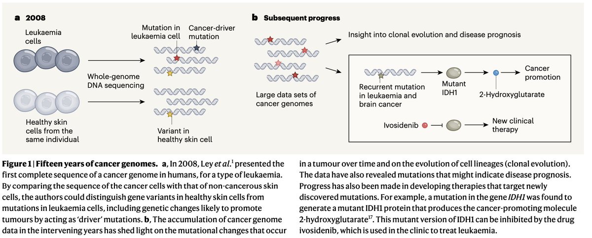 simocristea's tweet photo. It is hard to believe that the first cancer genome was sequenced only 15 years ago. We have come a long way since 2008, and now tumor sequencing can provide crucial information for treatment decisions for many cancer types.

Insightful @Nature perspective https://t.co/tU2LoZN0CS https://t.co/1N4Tp5P5ZM