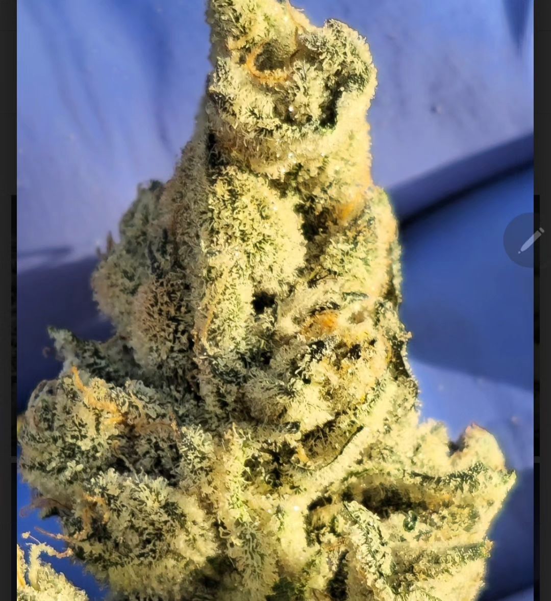 Redwoodrootsfam's tweet photo. WHEN THE TECHNOLOGY ARRIIVES WE CAN SMELL THE PICTURES THROUGH OUR PHONES #gameover hahaha
GMO X RKS V2 
AKA CHEM SKUNK

Crazy chem and skunk tones and yes real skunk spray terps

#skunk1
#frostyfriday 
#roadkillskunk 
#chemd 
#chem91 
#hightimes 
#chem4 
#skunkspray 
#gmostrain https://t.co/MSQaeEIGjy