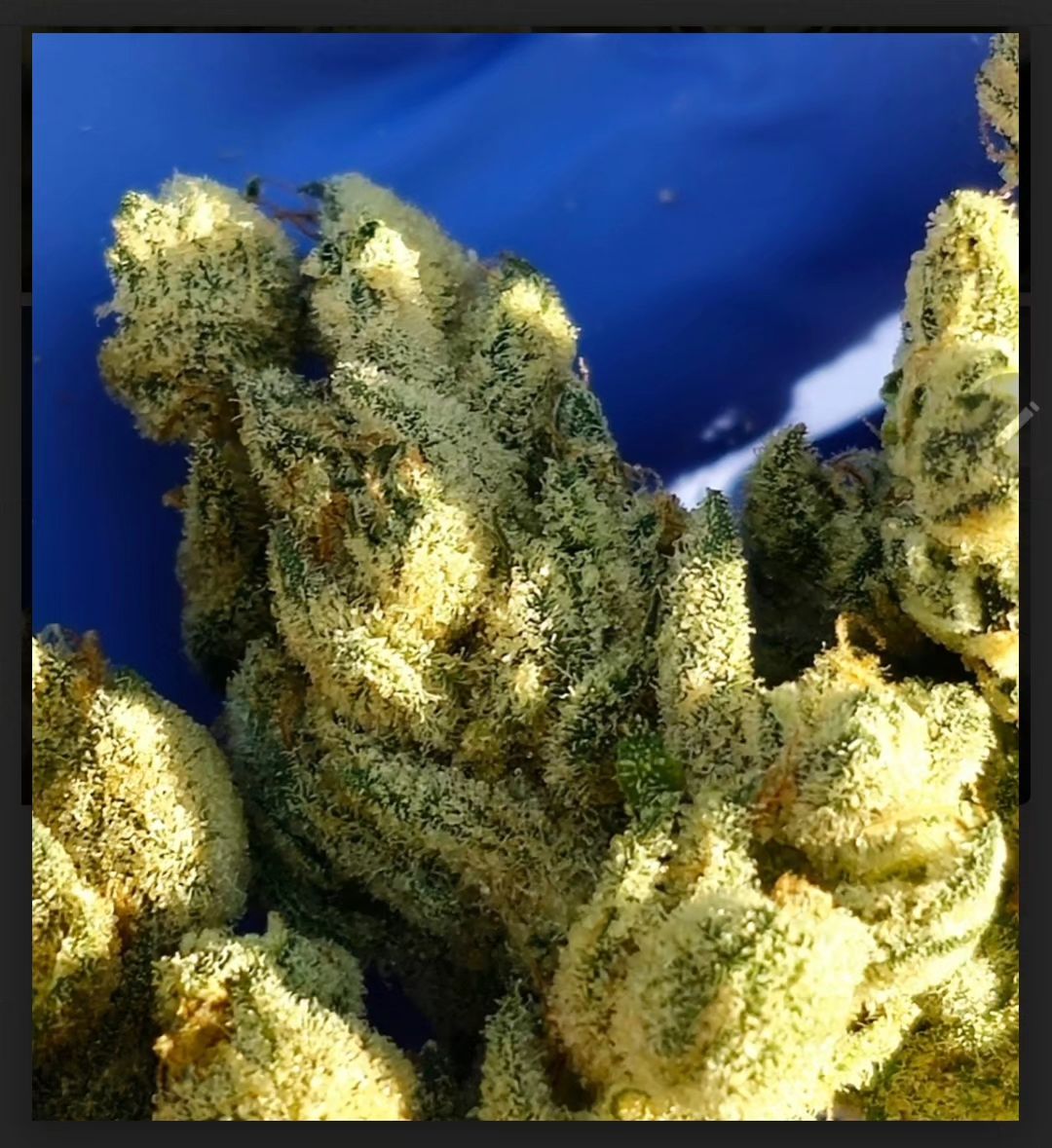 Redwoodrootsfam's tweet photo. WHEN THE TECHNOLOGY ARRIIVES WE CAN SMELL THE PICTURES THROUGH OUR PHONES #gameover hahaha
GMO X RKS V2 
AKA CHEM SKUNK

Crazy chem and skunk tones and yes real skunk spray terps

#skunk1
#frostyfriday 
#roadkillskunk 
#chemd 
#chem91 
#hightimes 
#chem4 
#skunkspray 
#gmostrain https://t.co/MSQaeEIGjy