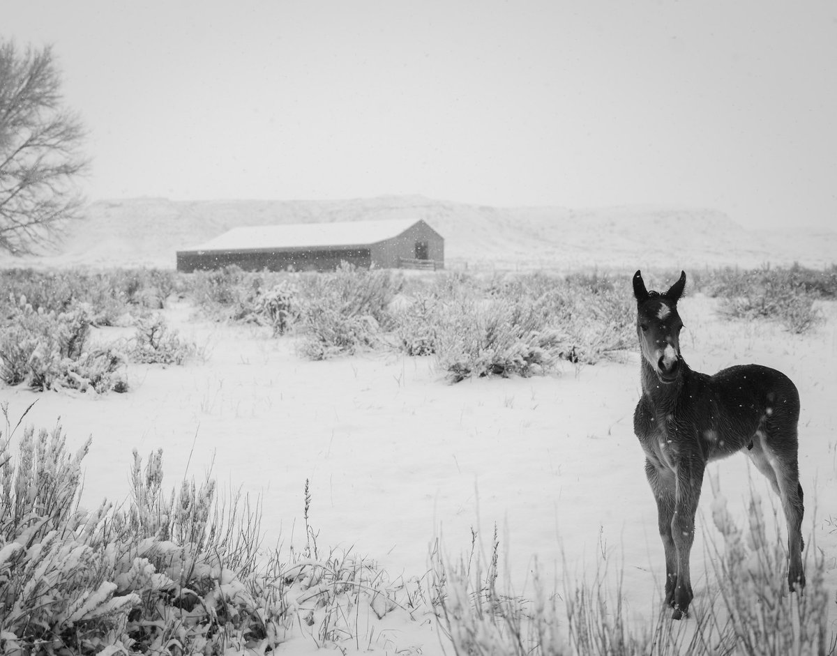 First foal is due in just a few days! 

This terrible storm in the Panhandle reminded us of last year’s harsh winter. 

Stay tuned for foal #1 Fiddle & Steel x Whittle Tenina by Smart Whittle Play

#xitranch #tenintexas #panhandle #winter #storm #foal #texas #ranchlife