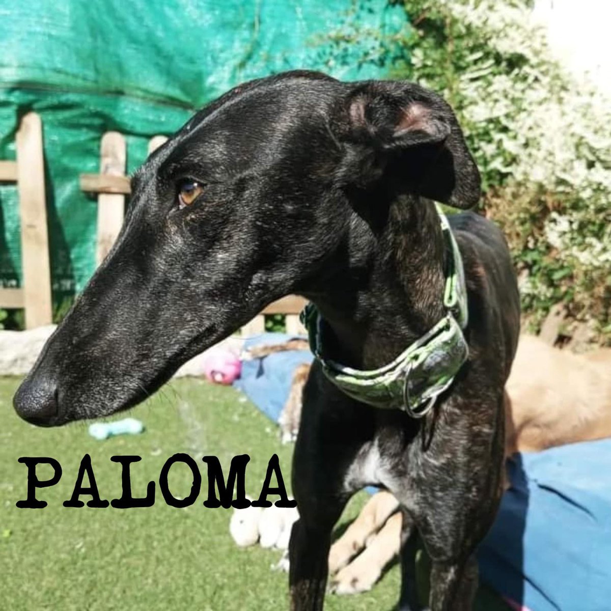 Proyecto Cañada tweet media