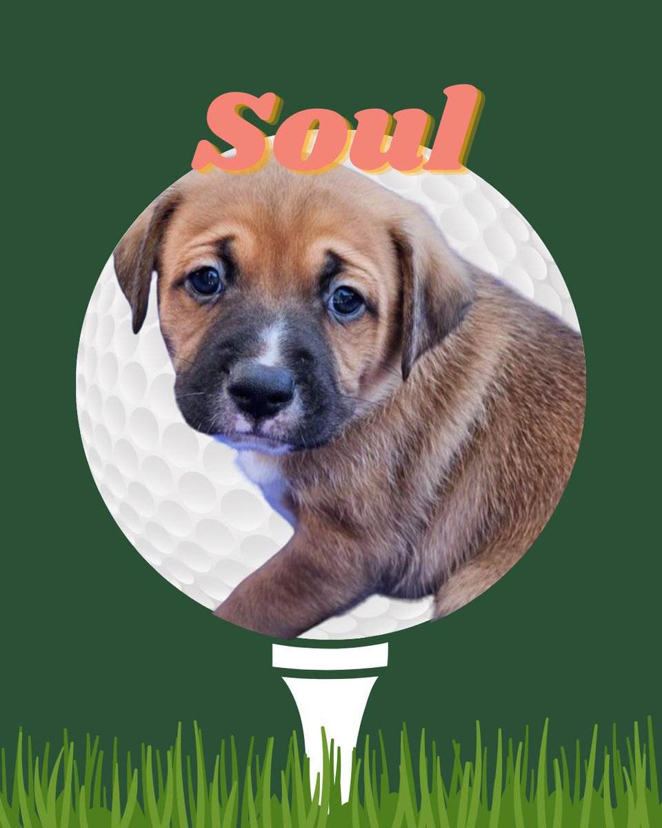 puppiesandgolf tweet picture