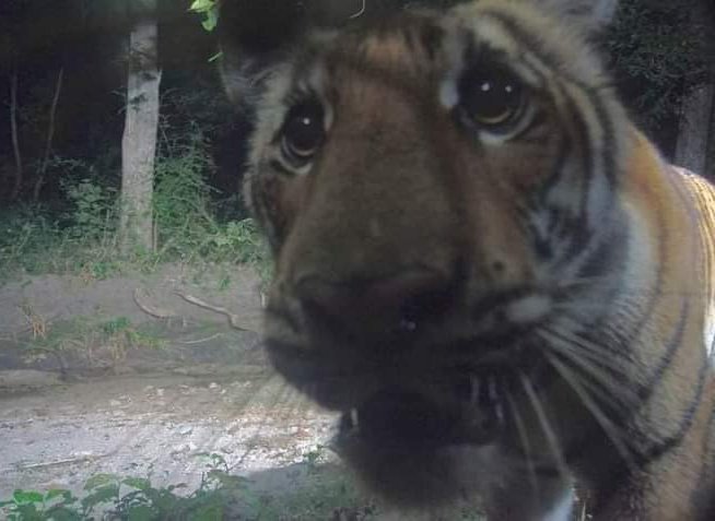 ei... vose teria. um prato de trigo pa mim?  son qeiria um pwatoo de twigro... pofavo..