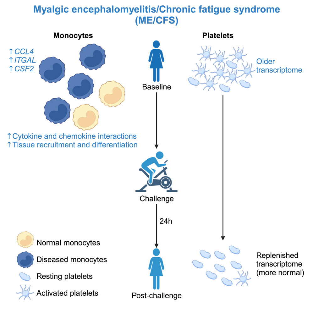 Cornell Center for Enervating NeuroImmune Disease tweet media