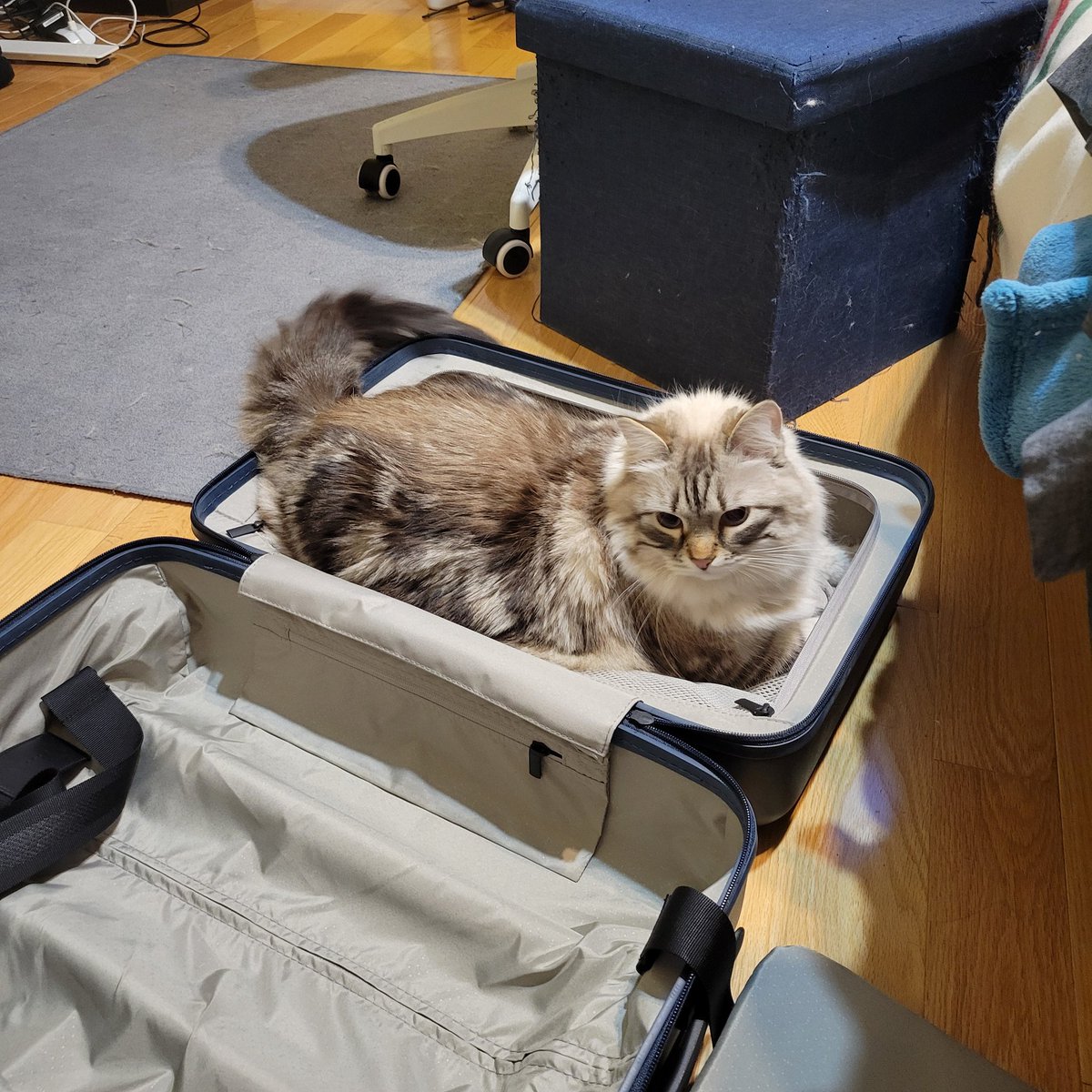 Domics (@omnomdomz) on Twitter photo All packed for the tour, omw soon Vancouver (and then the US)! Remember to get your tix! scribbleshowdown.com
<a href="/RealGoodTouring/">Real Good Touring</a> <a href="/ScribbleTour/">Scribble Showdown - Scribble After Dark</a> All packed for the tour, omw soon Vancouver (and then the US)! Remember to get your tix! scribbleshowdown.com
<a href="/RealGoodTouring/">Real Good Touring</a> <a href="/ScribbleTour/">Scribble Showdown - Scribble After Dark</a>