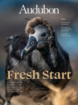 Check out our beautiful Black-footed #Albatross fledgling in the cover of Audubon Magazine. Click here to read about their international conservation efforts. audubon.org/news/single-me… Esperamos muy pronto poder también compartir este artículo en español.