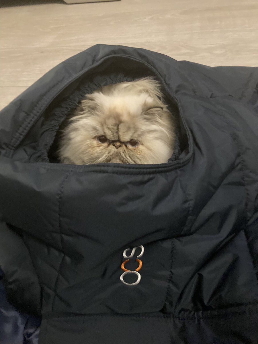 Home from work put the jacket down for 2 minutes and I have a tenant @OCSUK_IRE