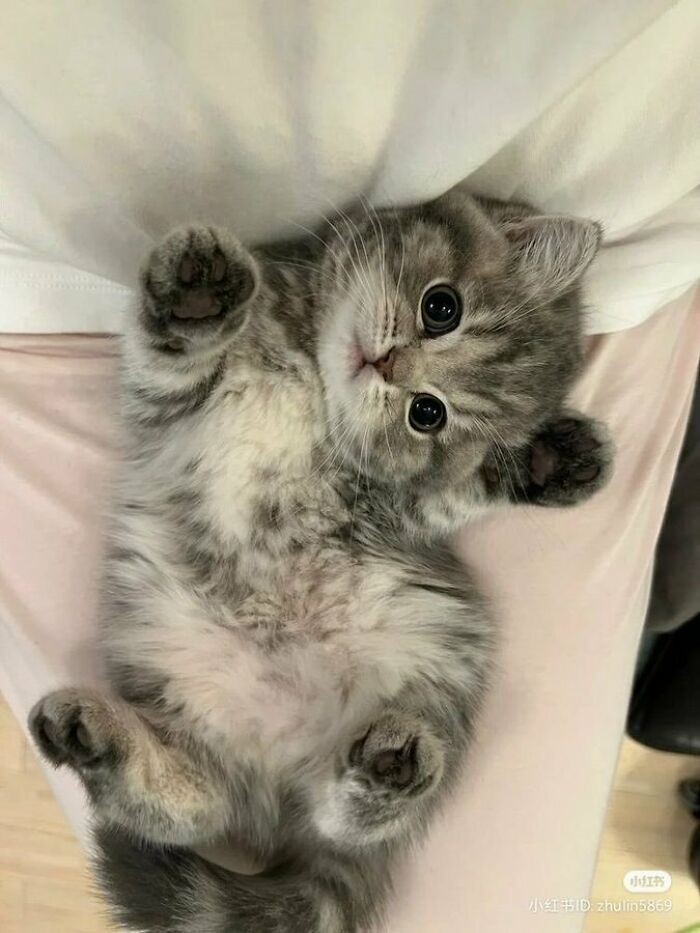 Catsillyness's tweet photo. baby https://t.co/16K4CbQJuO