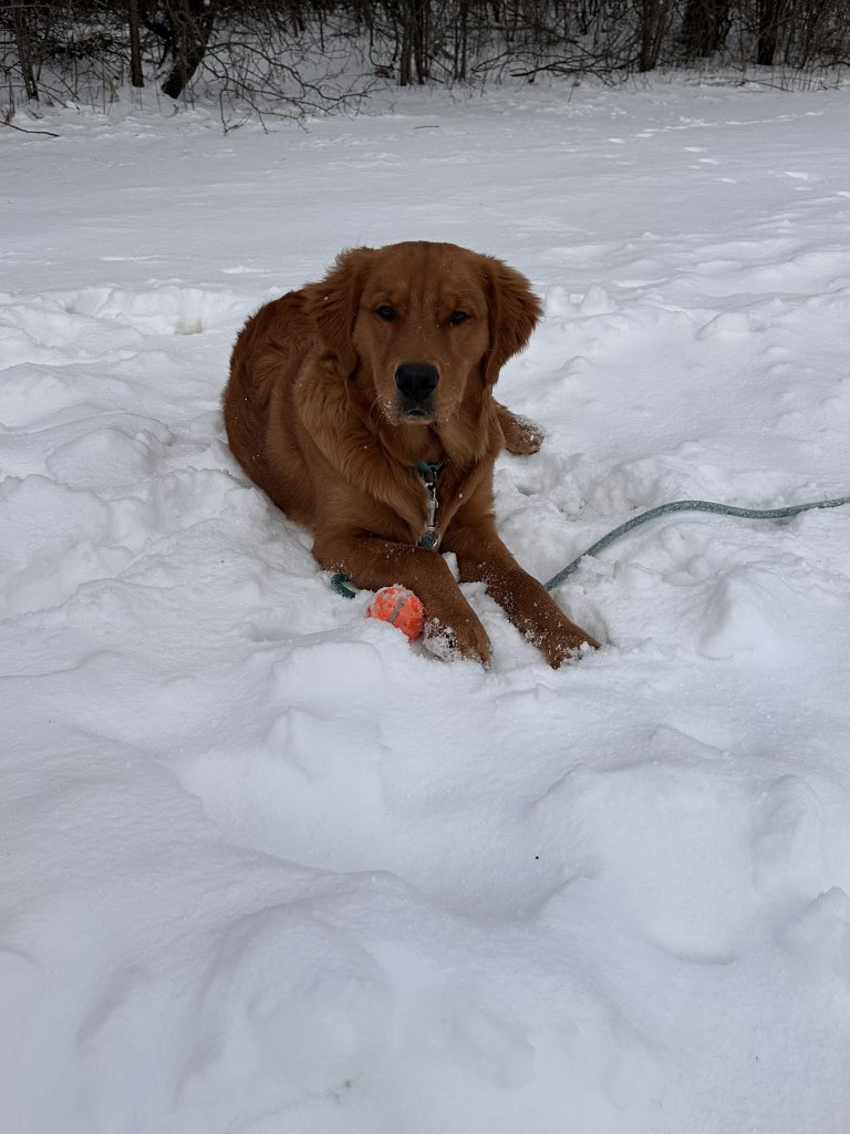 tharpsays's tweet photo. @jencoleslaw He looks like he could be Finnegan’s brother! https://t.co/MIepnmfAXo