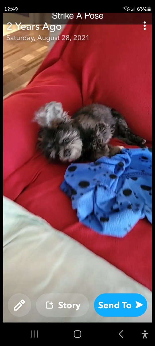 jonemetcalf1's tweet photo. @MuskySmelling My dog Molly https://t.co/eoUle5X3R8