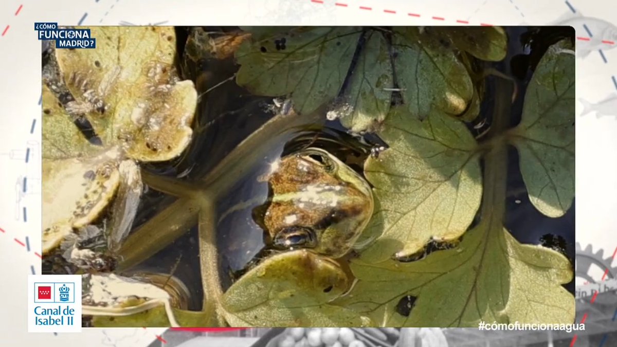 telemadrid's tweet photo. 🐸 #Ranas, #tritones, #murciélagos... ¿Qué hay en el arroyo de la huerta de las ánimas?
💧¿Cuál es su relación con el #agua de #Madrid?
⚙️ Te lo mostramos en ¿Cómo Funciona Madrid?
📲 #FuncionaMadridTM #cómofuncionaagua
👇
https://t.co/iRxHf7V3EN https://t.co/4jRZAht6Fm