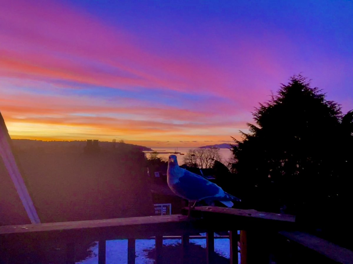 Jan 15, 24: One of my many offspring enjoying the awesome pink cloud winter sunset. 💖🧡 🐦 🥶 ❄️ #kitsilano #sunset