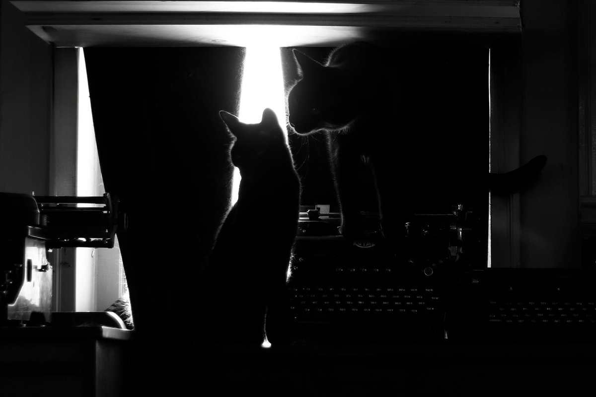 sydwrite's tweet image. #blackandwhite 
#monochrome
#noiretblanc
#fineartphotography
#sandradaltonphotography
#catart 
#catphotography 
#rescuecat
#rescuecats