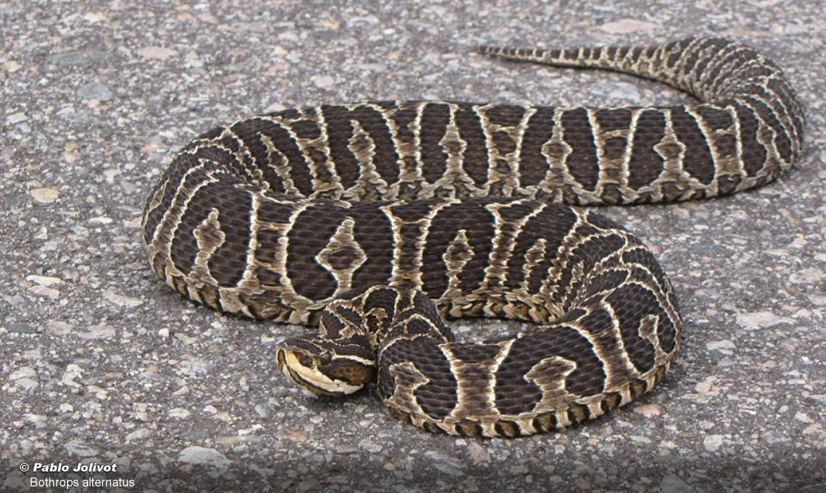 Yarará: soberanía ambiental en forma de serpiente