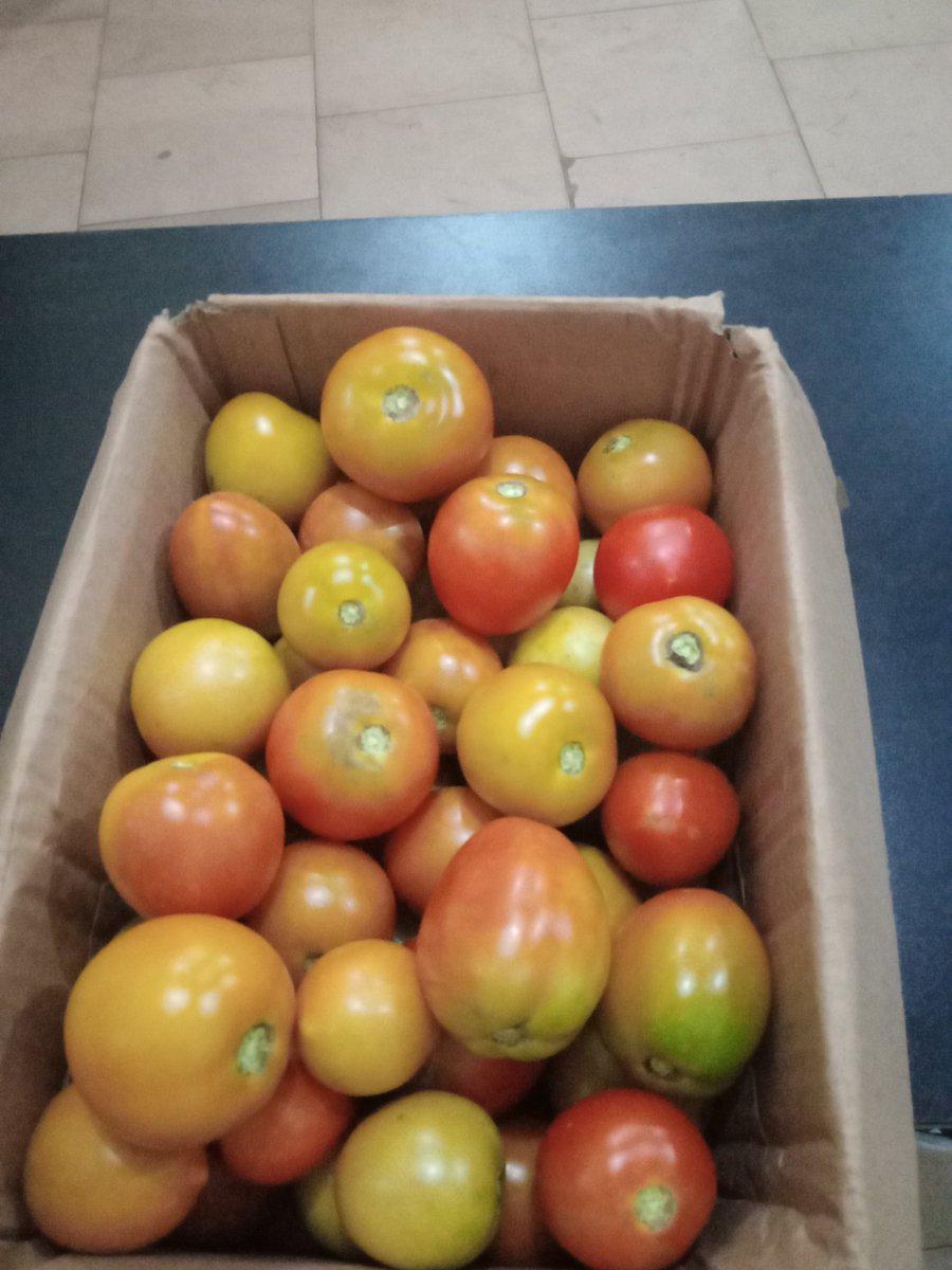 OpuroJoy's tweet photo. When dem say marry a farmer you nor agree🙄
See the #Beefsteak &amp; #Roma 🍅 I bring from my garden this evening🤗#EYiABeta #AjomagsFarm #G12 @Samsonprolific @akinwale_cfi @ActionOnFood @AfricaInstitut2 @warrikingdom_ @Lord_Of_Warri @Africanwomeni10 @GlobalFarmersC1 @FarmersStories https://t.co/iG57UkzmdI