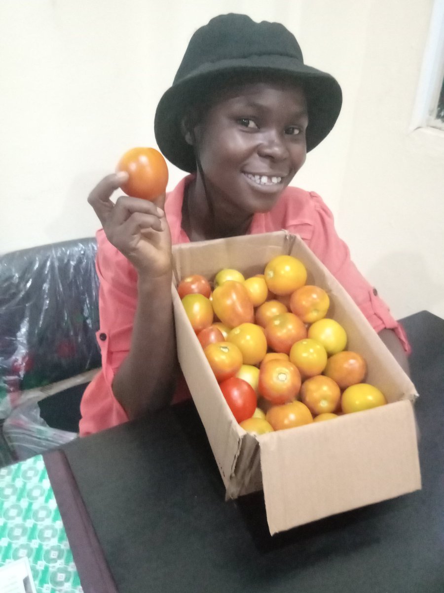 OpuroJoy's tweet photo. When dem say marry a farmer you nor agree🙄
See the #Beefsteak &amp; #Roma 🍅 I bring from my garden this evening🤗#EYiABeta #AjomagsFarm #G12 @Samsonprolific @akinwale_cfi @ActionOnFood @AfricaInstitut2 @warrikingdom_ @Lord_Of_Warri @Africanwomeni10 @GlobalFarmersC1 @FarmersStories https://t.co/iG57UkzmdI