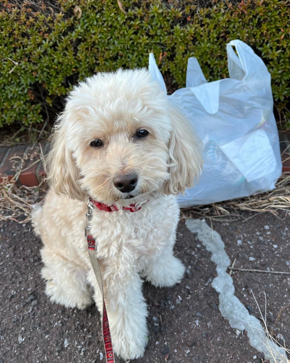 2p4Qg3ZI3jQGQNU's tweet photo. 犬の散歩しながらゴミ拾い活動。
お散歩ピカピカ隊
300回チャレンジ 233回目。

高架下をササっとゴミ拾い。
ゴミを拾って悪い波動を払拭❣️
地域の皆様が心地よく生活できますように😊

今日も皆様良い一日をお過ごしください。

#ゴミ拾い
#地域貢献
#社会貢献
#SDGs
#PloggingDog
#pickinguptrash https://t.co/J3lj4oMDfO