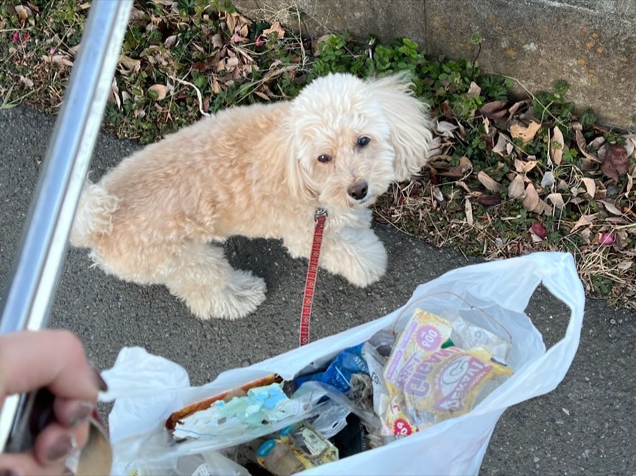 2p4Qg3ZI3jQGQNU's tweet photo. 犬の散歩しながらゴミ拾い活動。
お散歩ピカピカ隊
300回チャレンジ 233回目。

高架下をササっとゴミ拾い。
ゴミを拾って悪い波動を払拭❣️
地域の皆様が心地よく生活できますように😊

今日も皆様良い一日をお過ごしください。

#ゴミ拾い
#地域貢献
#社会貢献
#SDGs
#PloggingDog
#pickinguptrash https://t.co/J3lj4oMDfO