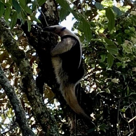danielacego's tweet photo. Amigos @cornare @GobAntioquia hoy vimos este oso hormiguero en la vereda Carrizales de El Retiro, Antioquia. Clave mejorar sistemas de conectividad natural y reforestar zonas estratégicas de la Reserva Nare ante presión urbanística. @Teleantioquia @hora13noticias @bernalcpaula https://t.co/B6uVDt7qQT