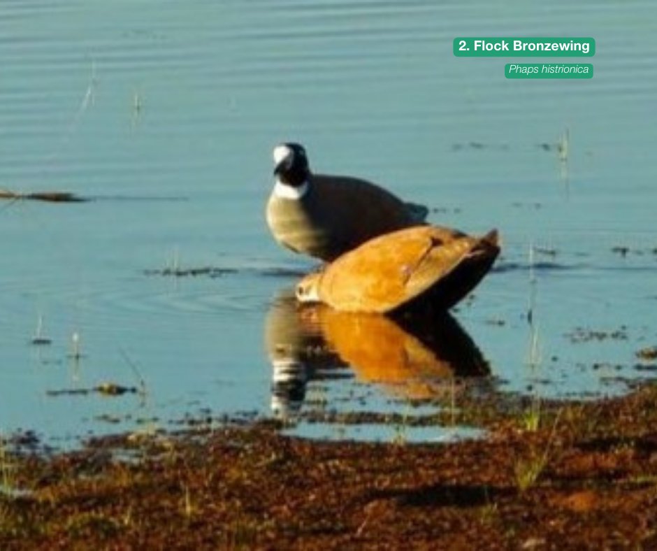 Australian Wildlife Conservancy tweet media